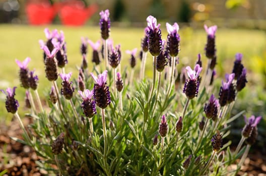 Schopflavendel in the garden