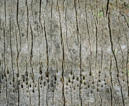 Palm tree bark texture background