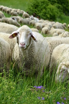 Flock