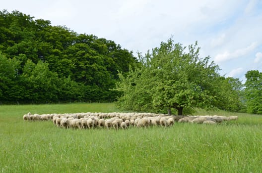 Flock