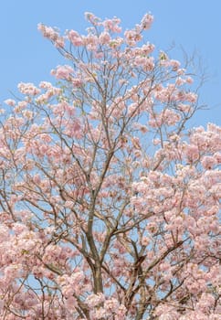 Pink flower of Trumpet or Tabebuia tree in full bloom