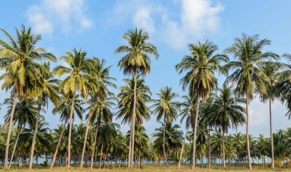 Coconut palm tree plantation in Thailand