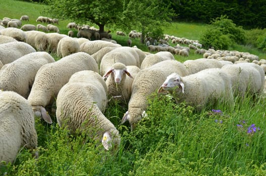 Flock