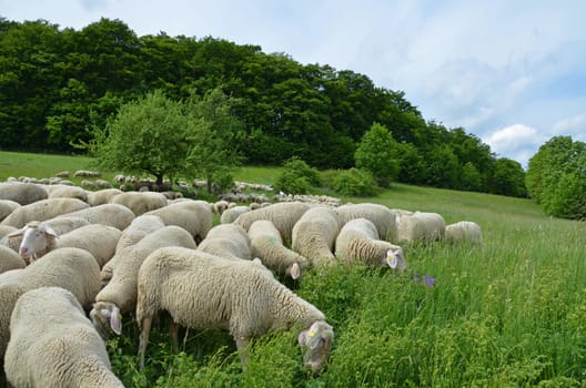 Flock