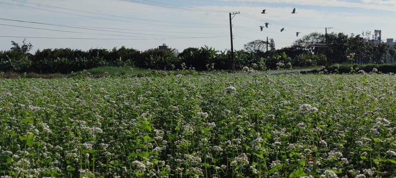 The sunny view of beautiful Buckwheat flowers, Dayuan, Taoyuan, Taiwan