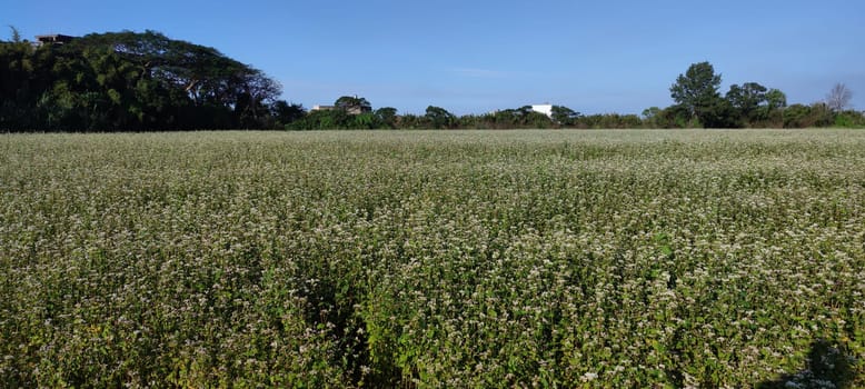 The sunny view of beautiful Buckwheat flowers, Dayuan, Taoyuan, Taiwan