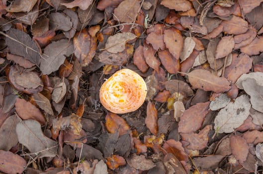 Saffron milk cap or lactarius deliciosus. Mushroom sprouting on a bed of fallen leaves
