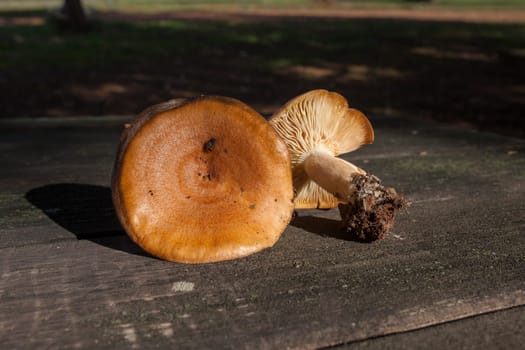 Saffron milk caps or lactarius deliciosus. Mushrooms placed over wooden picnic table