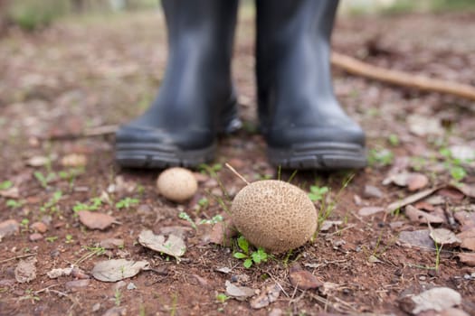Puffball mushrooms or lycoperdon. Ground view with rainboots as background