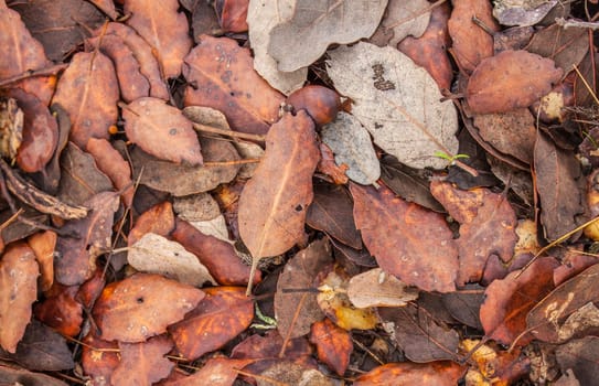 Autumn forest ground full fallen wet leaves. Background