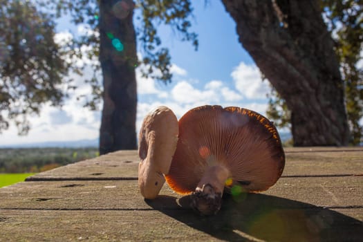 Saffron milk caps or lactarius deliciosus. Mushrooms placed over wooden picnic table