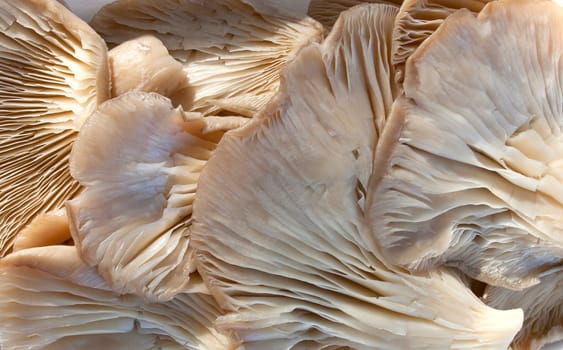 Oyster mushroom or pleurotus ostreatus. Tray placed over wooden picnic table