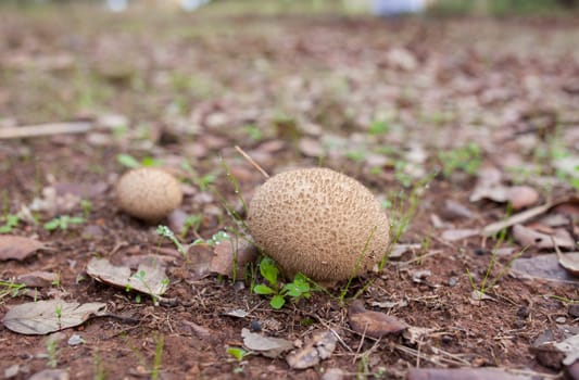 Puffball mushrooms or lycoperdon. Ground view