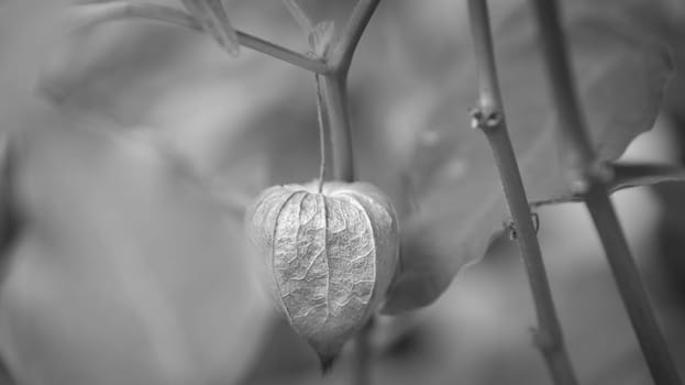 Physalis, cape gooseberry, taken in black and white, hangs on the bush. Orange fruit with green leaves. Vitamin rich fruit. Close up from garden