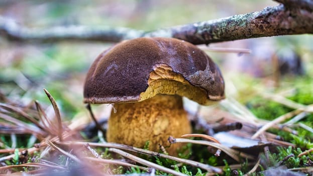 Chestnut, brown cap. Mushroom on the forest floor with moss and pine needles. Edible mushroom collected in the forest. Photo from nature