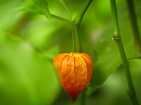 Physalis, cape gooseberry hangs on the bush. Orange fruit with green leaves. Vitamin rich fruit. Close up from garden