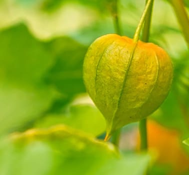 Not ripe physalis, cape gooseberry hangs on the bush. Orange fruit with green leaves. Vitamin rich fruit. Close up from garden