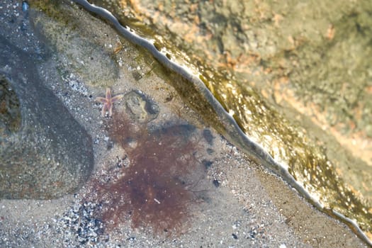 Starfish underwater lying in sand in front of sea tank. Marine animal on the coast of Denmark. Animal shot from the sea