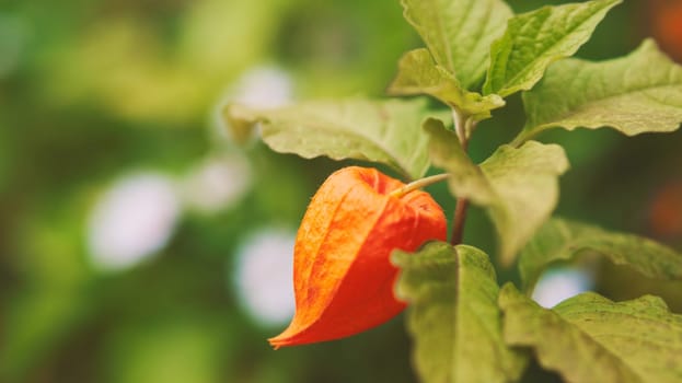 Physalis, cape gooseberry hangs on the bush. Orange fruit with green leaves. Vitamin rich fruit. Close up from garden