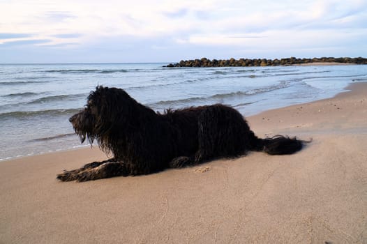 Goldendoodle is lying on the beach by the sea and ready to play. Waves in the water and sand on the beach. Landscape shot with a dog
