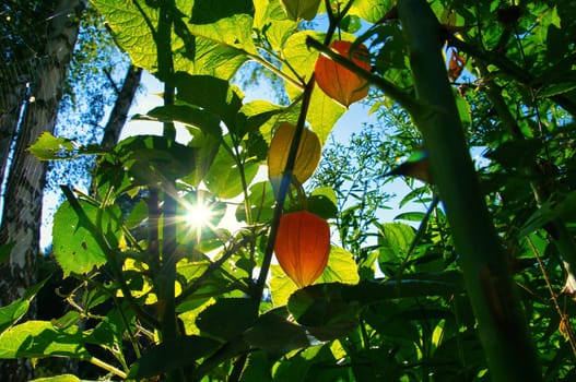 Sun rays shine through bushes of physalis, cape gooseberry. Orange fruit with green leaves. Vitamin rich fruit. Close up from garden