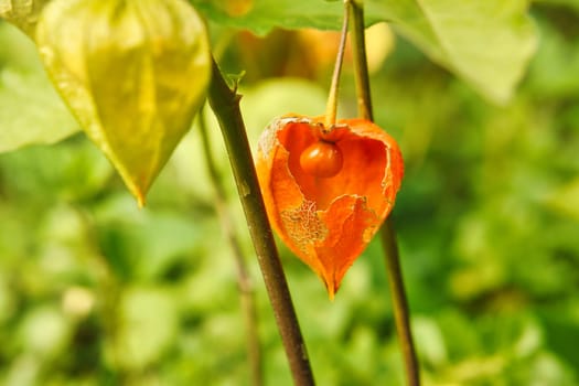 Physalis with opened skin, view of fruit inside. Vitamin rich fruit from the garden. Food for snacking
