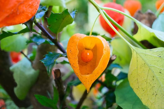 Physalis with opened skin, view of fruit inside. Vitamin rich fruit from the garden. Food for snacking