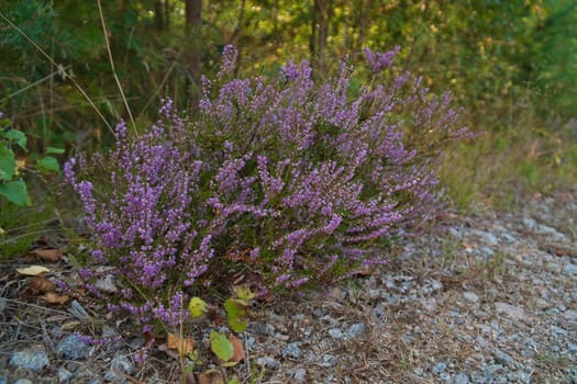 Heather on the roadside in Sweden. Pink, purple plants by the wayside during a hike on vacation. Landscape photo from Scandinavia