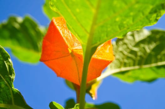 Physalis, cape gooseberry hangs on the bush. Orange fruit with green leaves. Vitamin rich fruit. Close up from garden