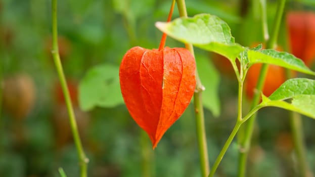 Physalis, cape gooseberry hangs on the bush. Orange fruit with green leaves. Vitamin rich fruit. Close up from garden