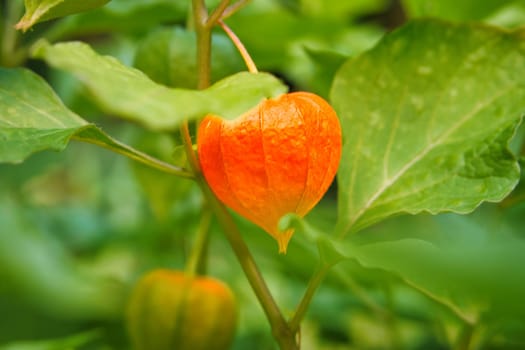 Physalis, cape gooseberry hangs on the bush. Orange fruit with green leaves. Vitamin rich fruit. Close up from garden