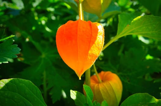 Physalis, cape gooseberry hangs on the bush. Orange fruit with green leaves. Vitamin rich fruit. Close up from garden