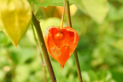 Physalis with opened skin, view of fruit inside. Vitamin rich fruit from the garden. Food for snacking