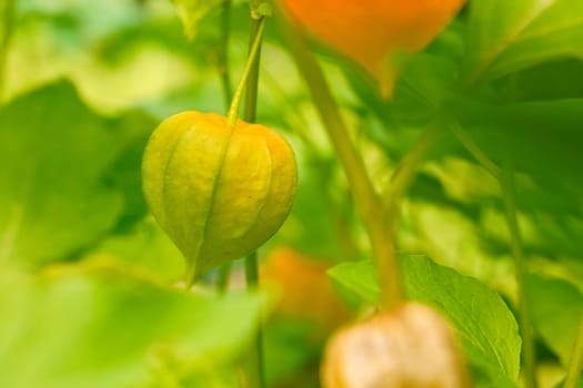 Not ripe physalis, cape gooseberry hangs on the bush. Orange fruit with green leaves. Vitamin rich fruit. Close up from garden