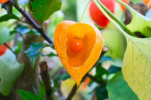 Physalis with opened skin, view of fruit inside. Vitamin rich fruit from the garden. Food for snacking