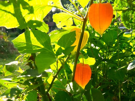 Sun rays shine through bushes of physalis, cape gooseberry. Orange fruit with green leaves. Vitamin rich fruit. Close up from garden