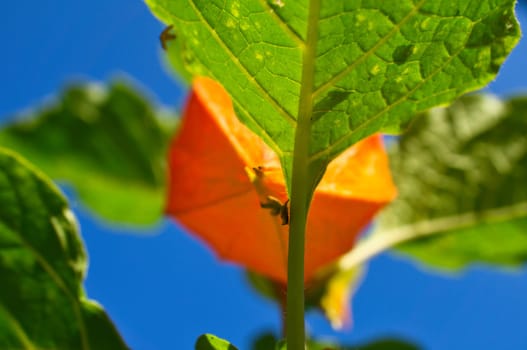 Physalis, cape gooseberry hangs on the bush. Orange fruit with green leaves. Vitamin rich fruit. Close up from garden