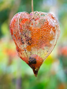 Physalis with the lampion shell disintegrated. View of the fruit inside. Vitamin rich fruit from the garden. Food for snacking
