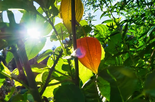 Sun rays shine through bushes of physalis, cape gooseberry. Orange fruit with green leaves. Vitamin rich fruit. Close up from garden