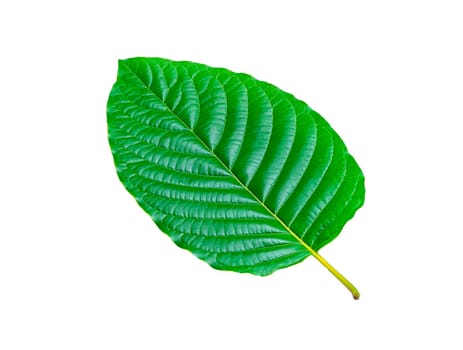 Tropical green leaf isolated on white background, Leaf from natural tropical forest, Kratom leaves, Clipping Paths
