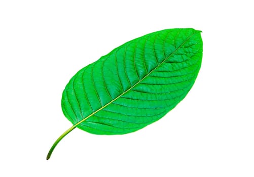 Tropical green leaf isolated on white background, Leaf from natural tropical forest, Kratom leaves, Clipping Paths
