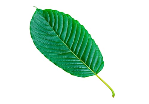 Tropical green leaf isolated on white background, Leaf from natural tropical forest, Kratom leaves, Clipping Paths