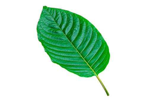 Tropical green leaf isolated on white background, Leaf from natural tropical forest, Kratom leaves, Clipping Paths
