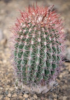 Portrait of a cactus, A cactus in a tropical environment.