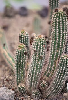 Portrait of a cactus, A cactus in a tropical environment.