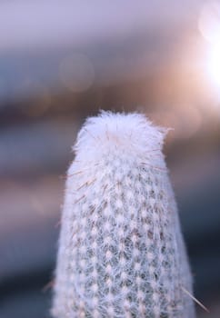 Portrait of a cactus, A cactus in a tropical environment.