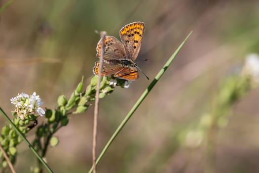 Close up of a brown fire butterfly, Lycaena tityrus on a plant.