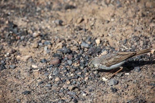 Close-up of a Canary Pipit (Anthus berthelotii), a wading bird in the Canary Islands.