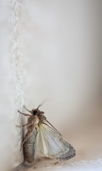 A butterfly, native to Fuertefentura on a wall.
