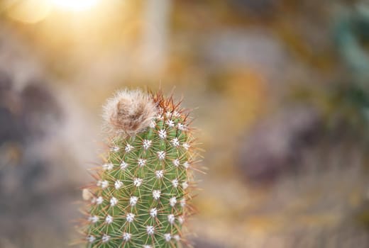 Portrait of a cactus, A cactus in a tropical environment.